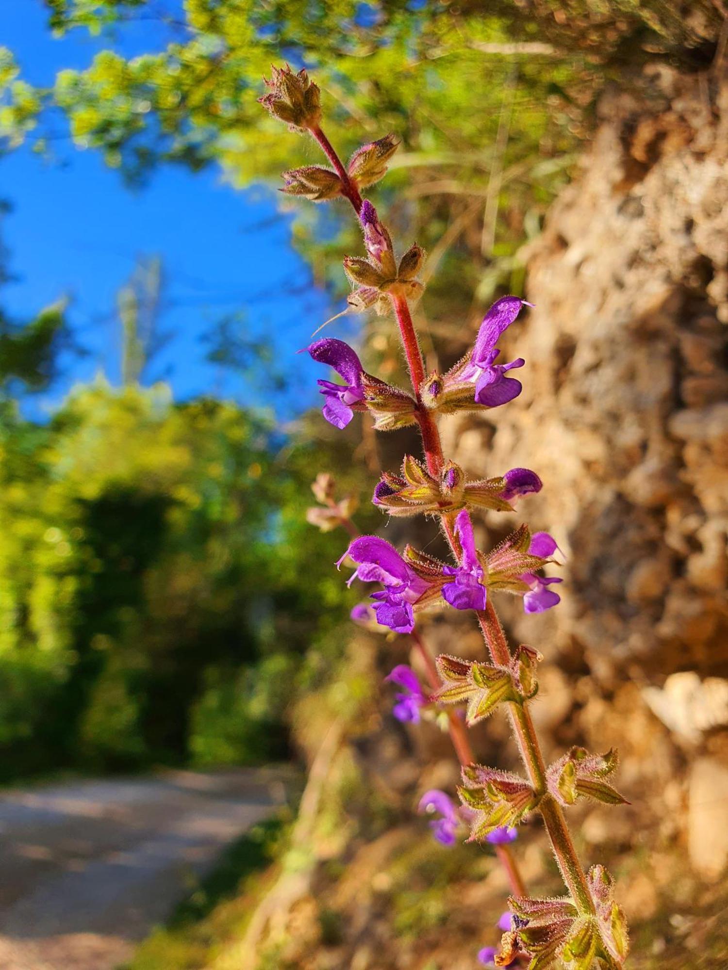 Violeta Hvar Хвар Экстерьер фото